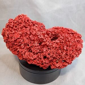 Vibrant Red Coral Display Piece